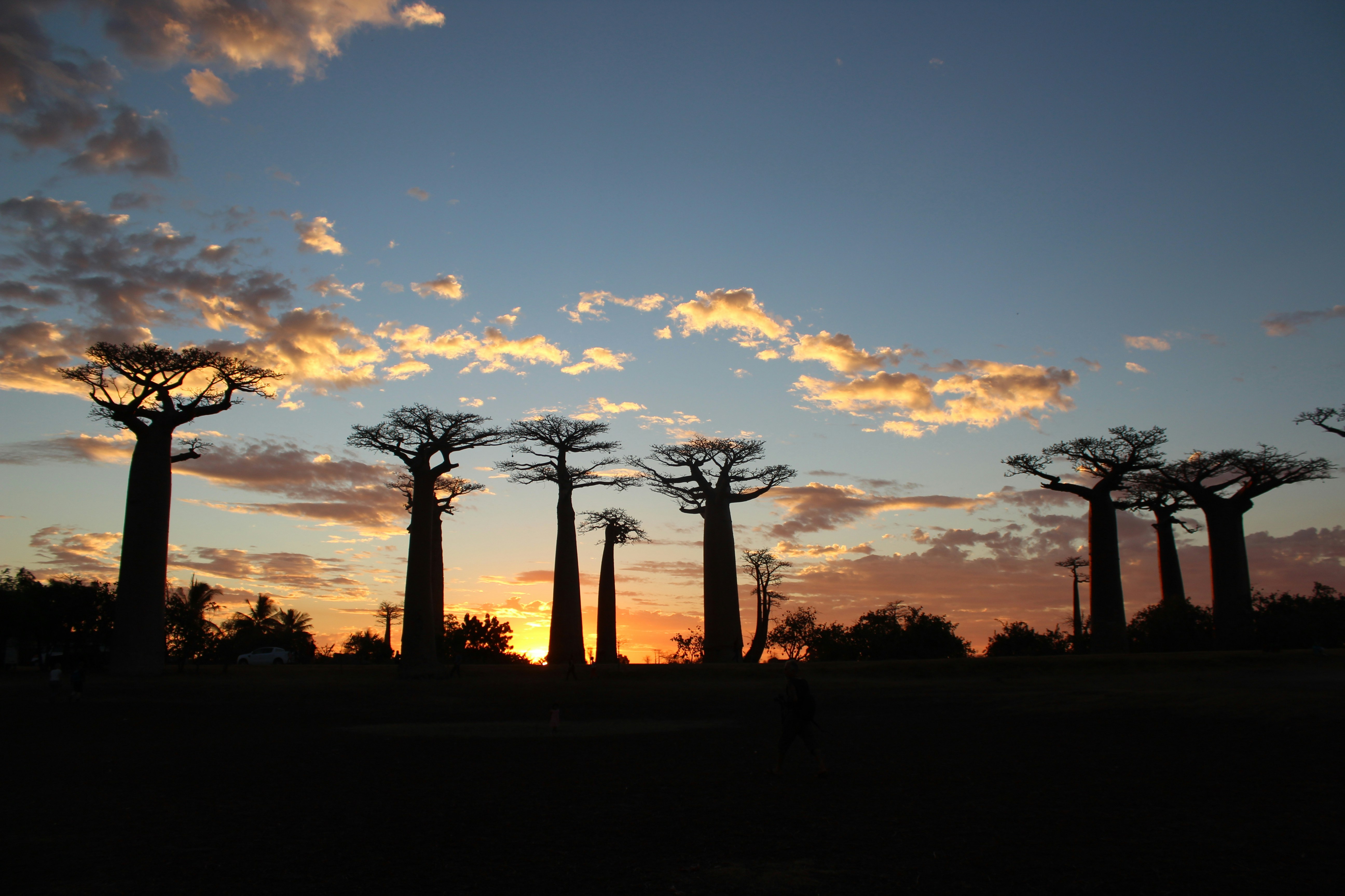 Allée des Baobabs au coucher de soleil, projet Madagascar