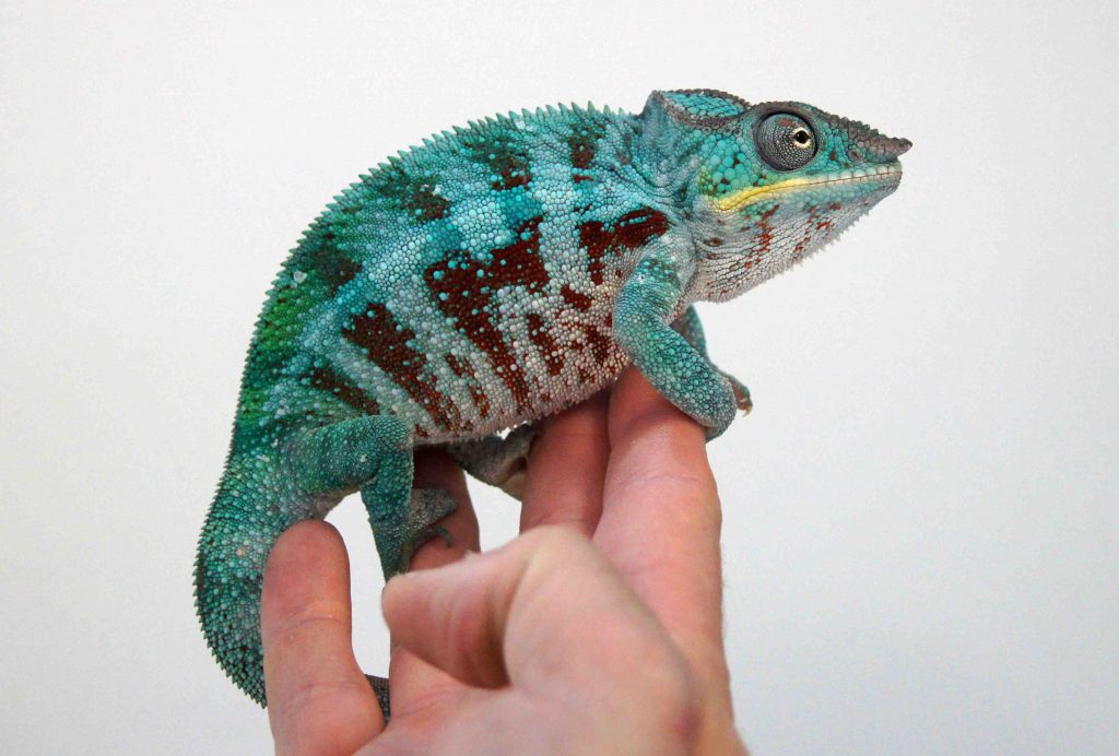 Madagascar - Nosy Be