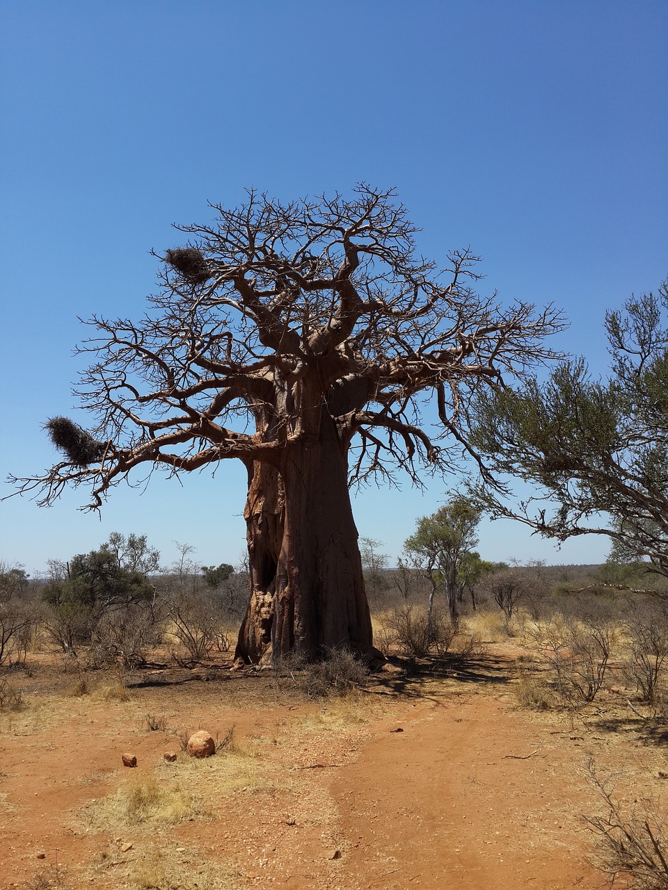 Baobab de Madagascar